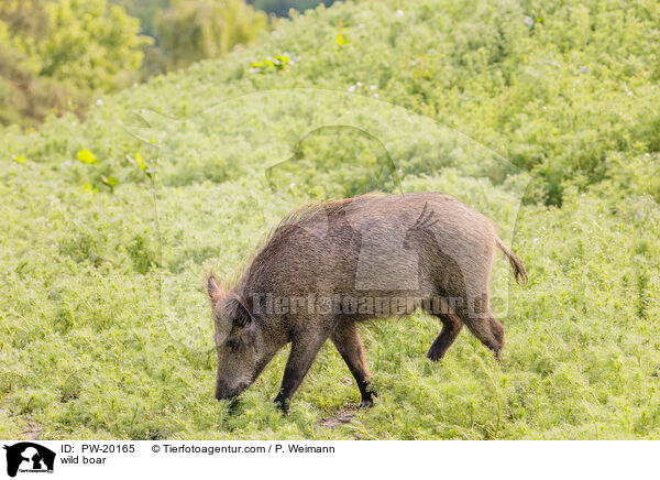 Wildschwein / wild boar / PW-20165