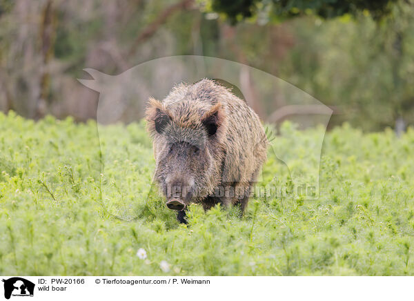 Wildschwein / wild boar / PW-20166