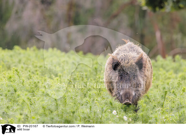 Wildschwein / wild boar / PW-20167