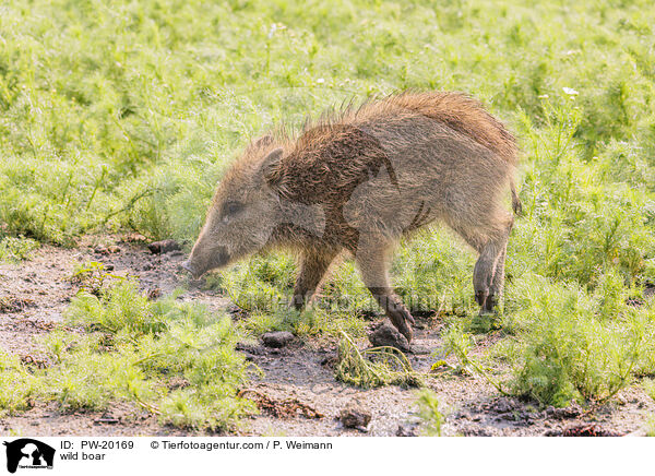 Wildschwein / wild boar / PW-20169
