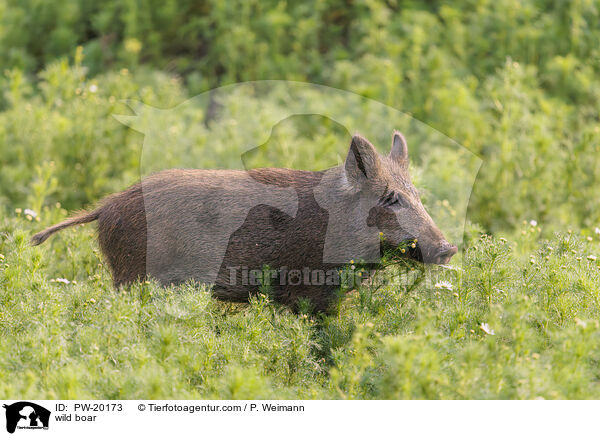 Wildschwein / wild boar / PW-20173