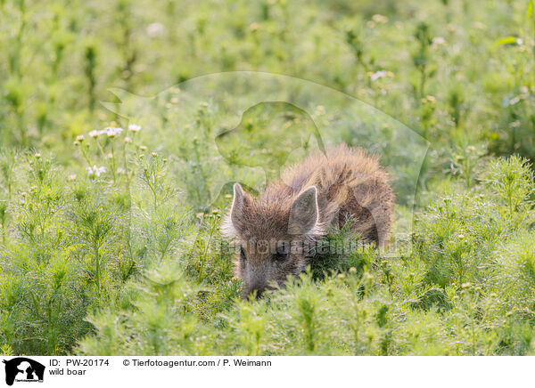 Wildschwein / wild boar / PW-20174
