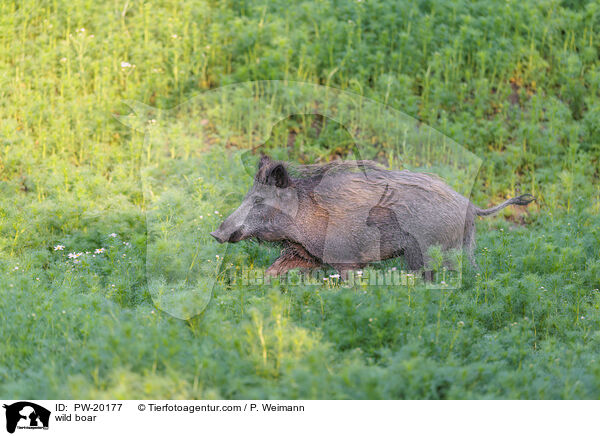 Wildschwein / wild boar / PW-20177