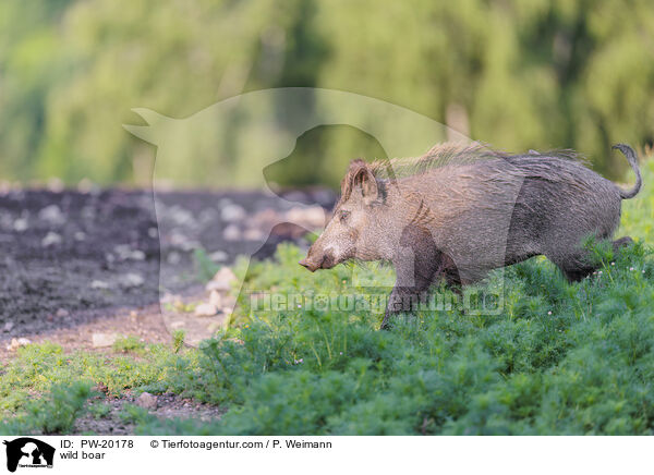 Wildschwein / wild boar / PW-20178