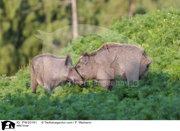 Wildschwein / wild boar / PW-20181