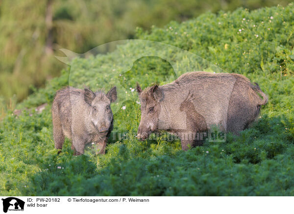 Wildschwein / wild boar / PW-20182