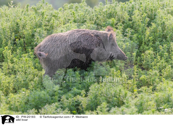 Wildschwein / wild boar / PW-20183