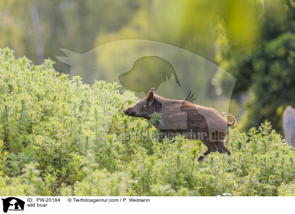 Wildschwein / wild boar / PW-20184