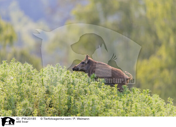 Wildschwein / wild boar / PW-20185