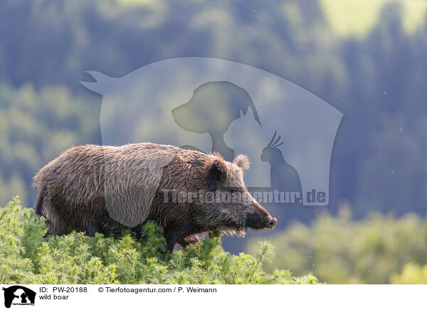 Wildschwein / wild boar / PW-20188