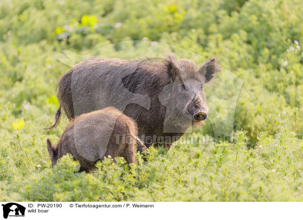 Wildschwein / wild boar / PW-20190