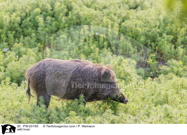 Wildschwein / wild boar / PW-20195