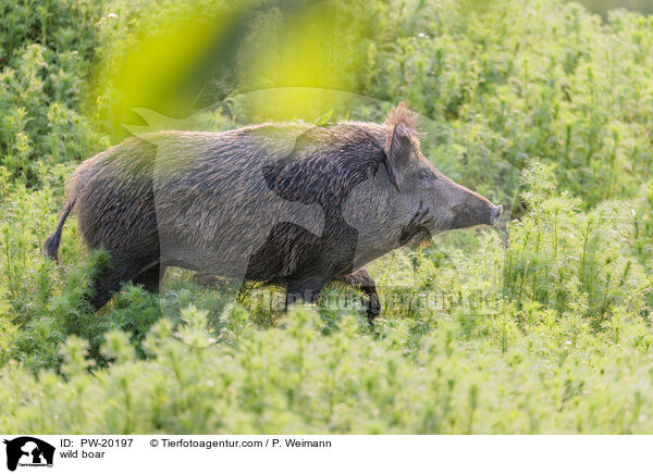 Wildschwein / wild boar / PW-20197