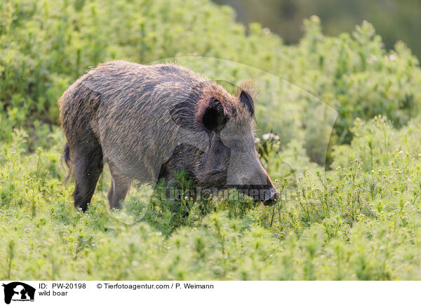 wild boar / PW-20198