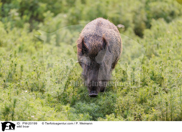 Wildschwein / wild boar / PW-20199