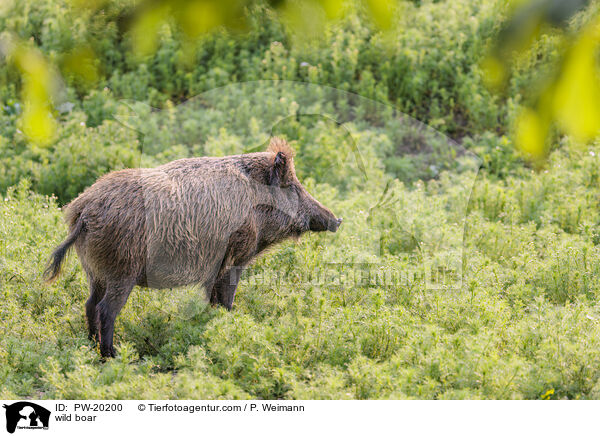 Wildschwein / wild boar / PW-20200