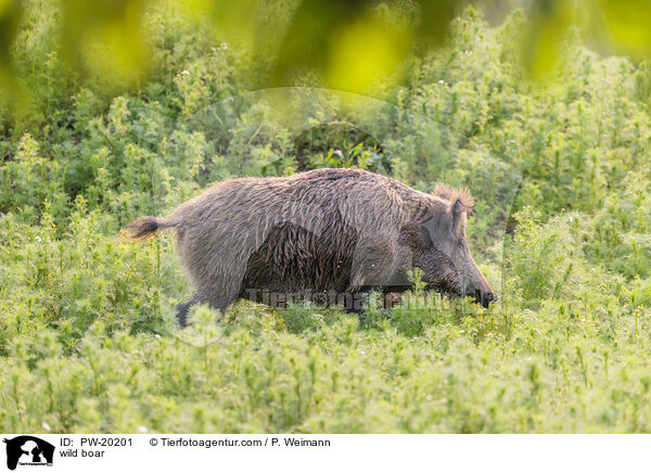 Wildschwein / wild boar / PW-20201