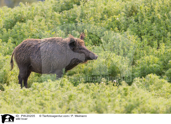Wildschwein / wild boar / PW-20205