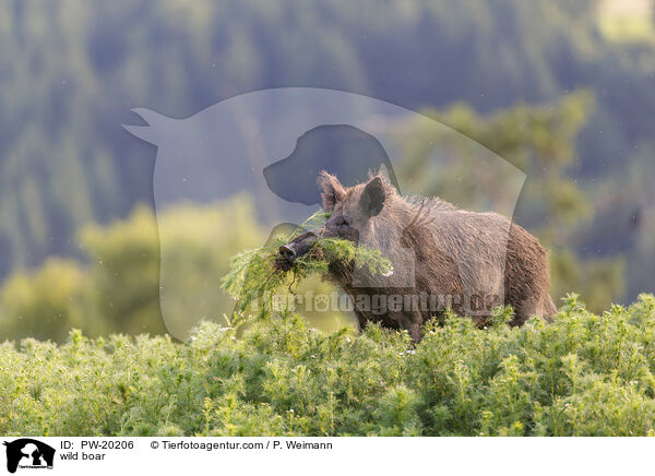Wildschwein / wild boar / PW-20206