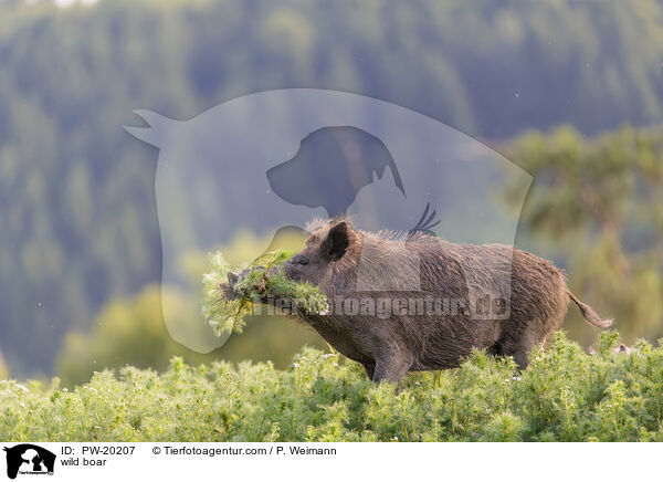 Wildschwein / wild boar / PW-20207