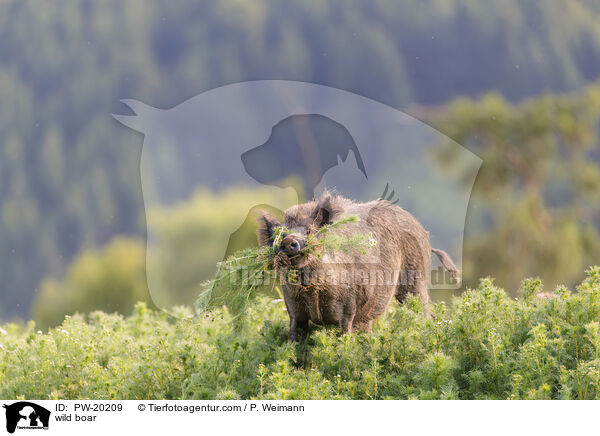 Wildschwein / wild boar / PW-20209