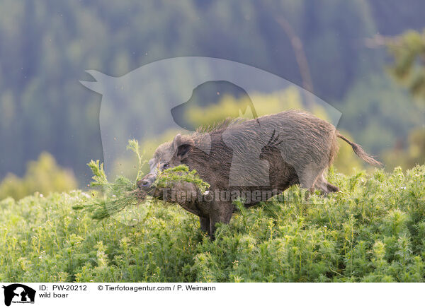 Wildschwein / wild boar / PW-20212