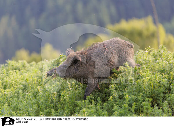 Wildschwein / wild boar / PW-20213