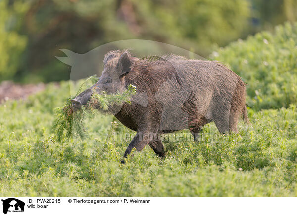 Wildschwein / wild boar / PW-20215