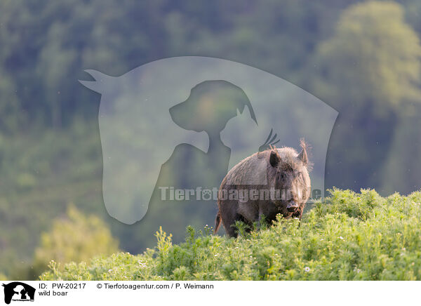 Wildschwein / wild boar / PW-20217