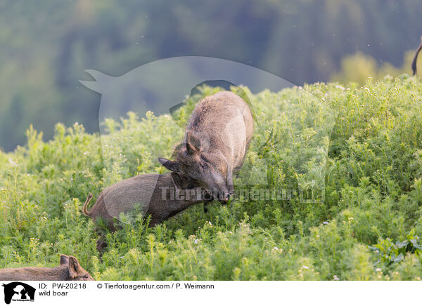 Wildschwein / wild boar / PW-20218