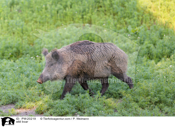 Wildschwein / wild boar / PW-20219
