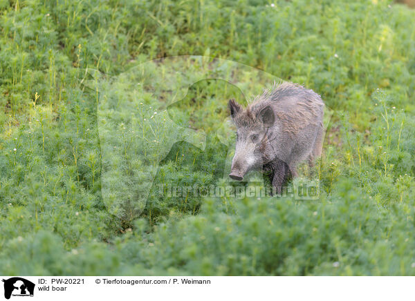 Wildschwein / wild boar / PW-20221
