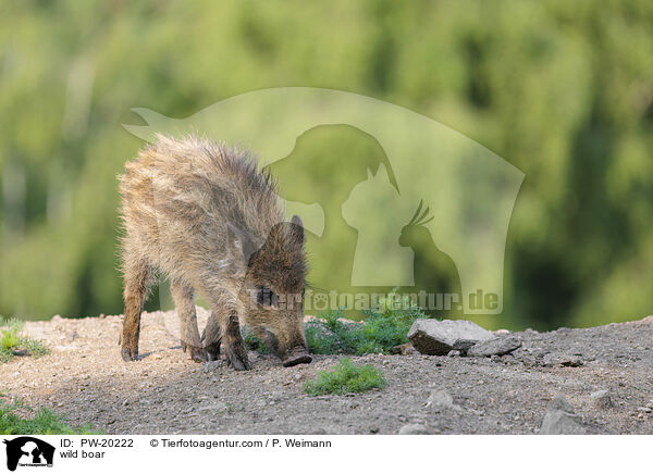 Wildschwein / wild boar / PW-20222