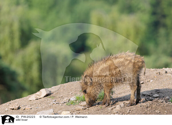 Wildschwein / wild boar / PW-20223