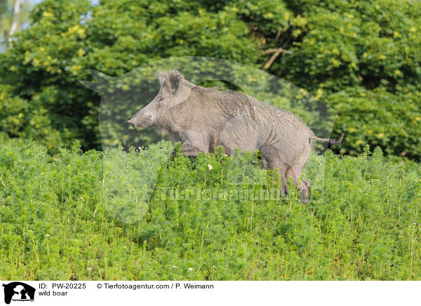 Wildschwein / wild boar / PW-20225