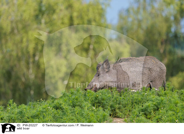 Wildschwein / wild boar / PW-20227