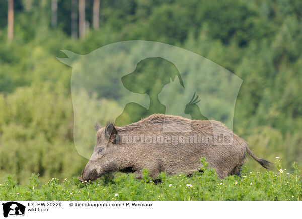 Wildschwein / wild boar / PW-20229