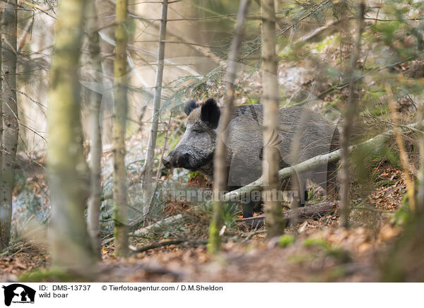 Wildschwein / wild boar / DMS-13737