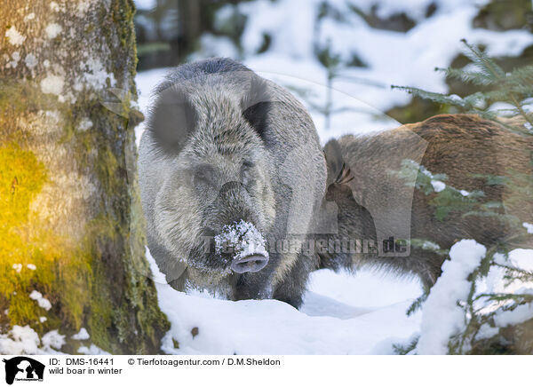 Wildschwein im Winter / wild boar in winter / DMS-16441