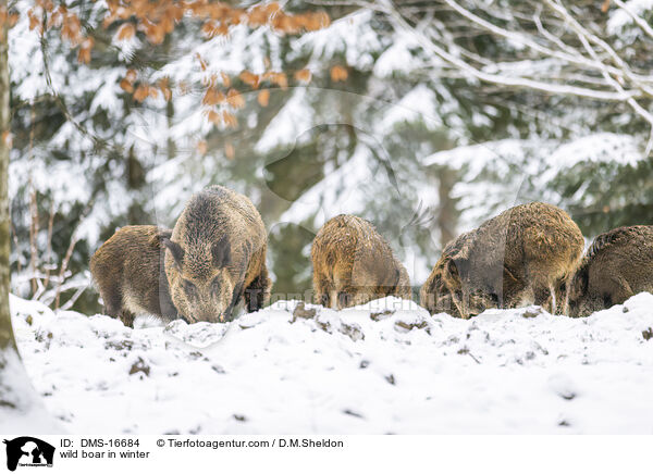 Wildschwein im Winter / wild boar in winter / DMS-16684