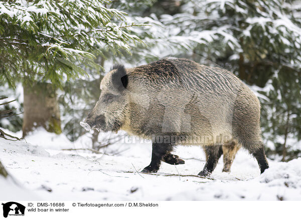 Wildschwein im Winter / wild boar in winter / DMS-16686
