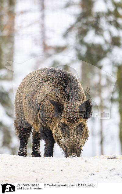 Wildschwein im Winter / wild boar in winter / DMS-16695