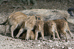drinking piglets