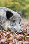 wild boar