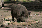 wild boars