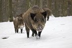 wild boars