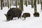 wild boars