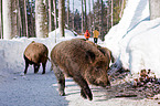 wild hogs