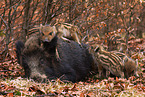 wild hogs