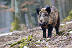 wild hog